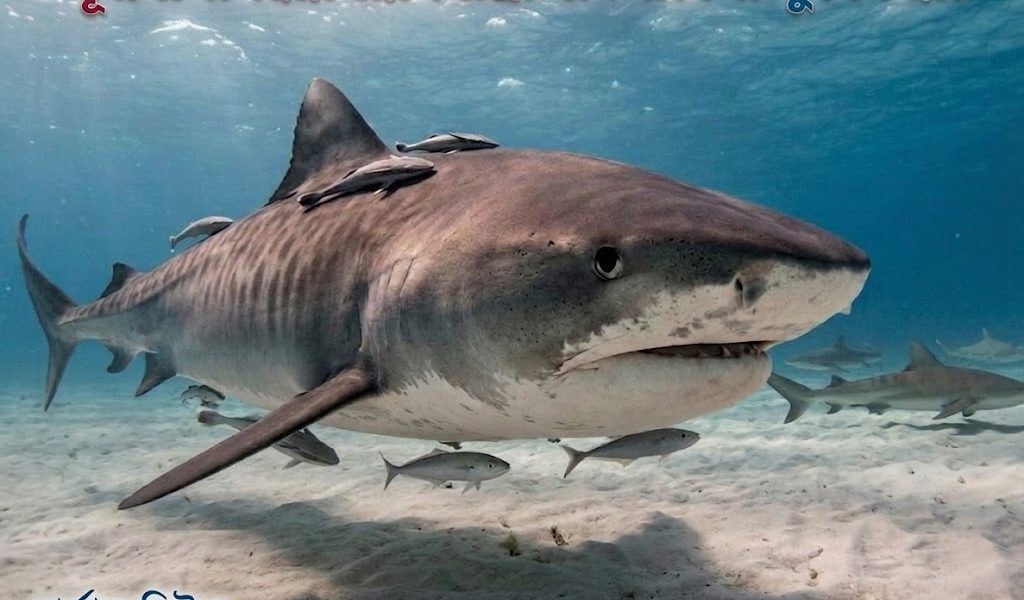 মাছের খাবারে পরিণত হলো ১৮ বাংলাদেশির ইউরোপ যাওয়ার স্বপ্ন নেপথ্যে ছাতকের দুই ভাই